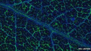 131023015442_gold_particle_eukalyptus_304x171_1_nocredit