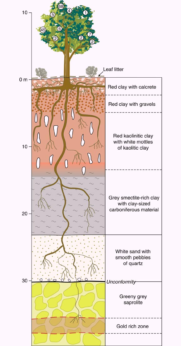 image_1486_2-Eucalyptus-gold