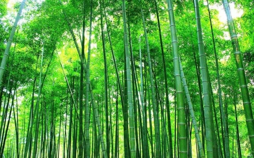 Teori Pokok Buluh&nbsp;Cina