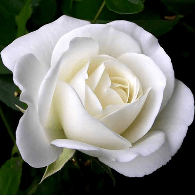 Akhlak Sayyidatina Fatimah&nbsp;Az-Zahra