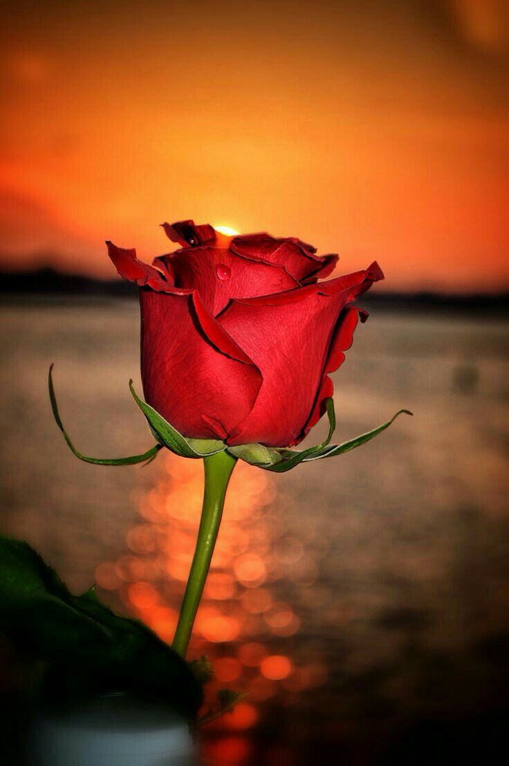 Syair Rumi – Kerana&nbsp;Cinta